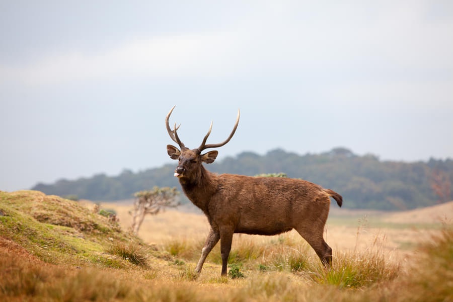 Wildlife Paradise